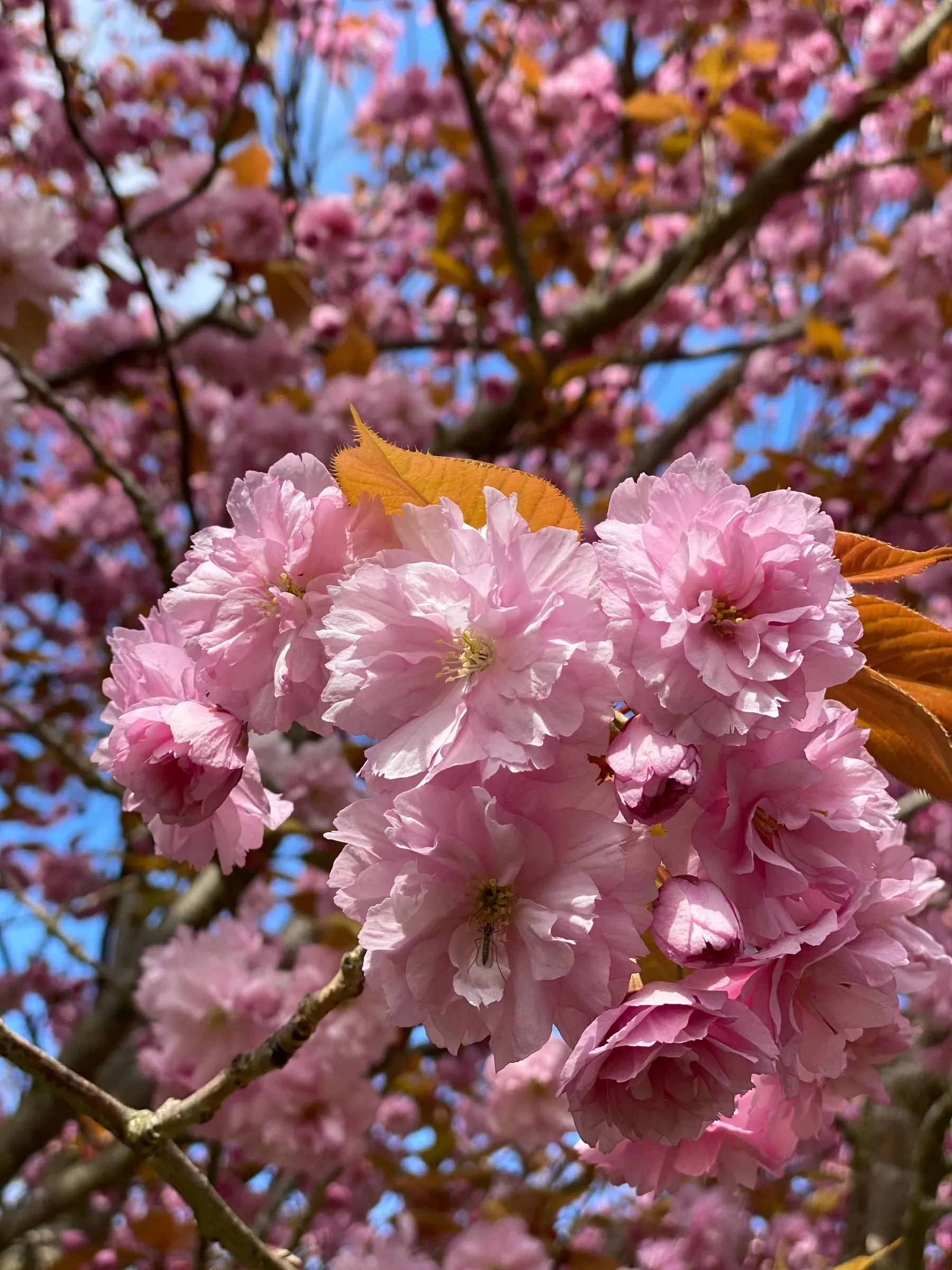 Villa Rosengarten & Fehmarn – Foto 8