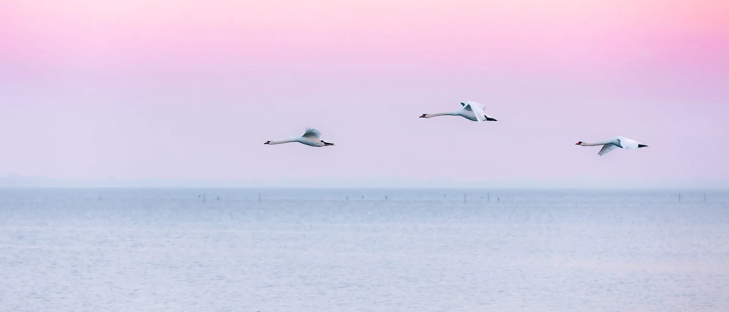 Villa Rosengarten & Fehmarn – Foto 12